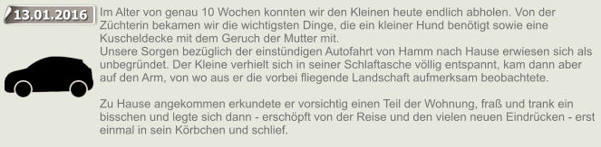 13.01.2016 Im Alter von genau 10 Wochen konnten wir den Kleinen heute endlich abholen. Von der Z�chterin bekamen wir die wichtigsten Dinge, die ein kleiner Hund ben�tigt sowie eine Kuscheldecke mit dem Geruch der Mutter mit. Unsere Sorgen bez�glich der einst�ndigen Autofahrt von Hamm nach Hause erwiesen sich als unbegr�ndet. Der Kleine verhielt sich in seiner Schlaftasche v�llig entspannt, kam dann aber auf den Arm, von wo aus er die vorbei fliegende Landschaft aufmerksam beobachtete.    Zu Hause angekommen erkundete er vorsichtig einen Teil der Wohnung, fra� und trank ein bisschen und legte sich dann - ersch�pft von der Reise und den vielen neuen Eindr�cken - erst einmal in sein K�rbchen und schlief. 13.01.2016